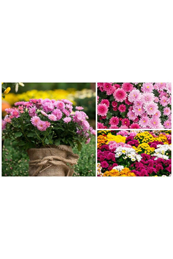 13 Litre Kasımpatı Çiçeği Ekim ve Bakım Torfu