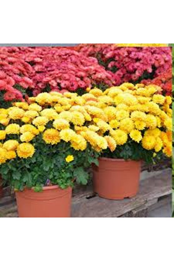 13 Litre Kasımpatı Çiçeği Ekim ve Bakım Torfu