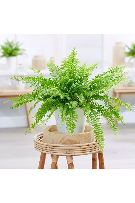 13 Litre Aşk Merdiveni Bitkisi Ekim ve Bakım Torfu