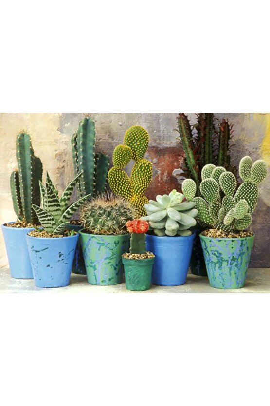 13 Litre Kaktüs Ekim ve Bakım Torfu