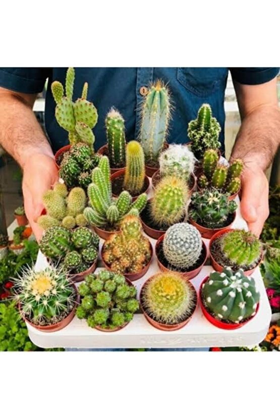 13 Litre Kaktüs Ekim ve Bakım Torfu