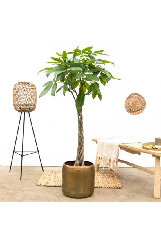 13 Litre Örgülü Para Ağacı Ekim ve Bakım Torfu