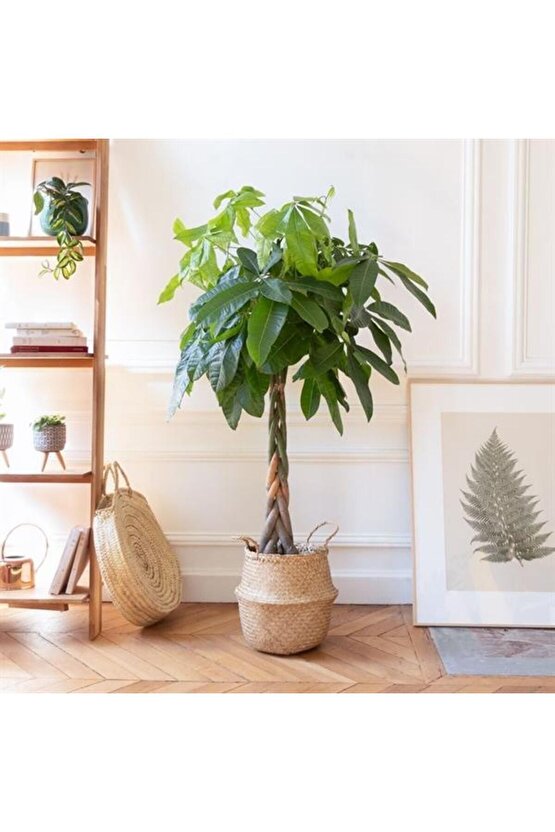 13 Litre Örgülü Para Ağacı Ekim ve Bakım Torfu