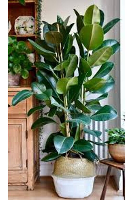 13 Litre Kauçuk Bitkisi Ekim ve Bakım Torfu