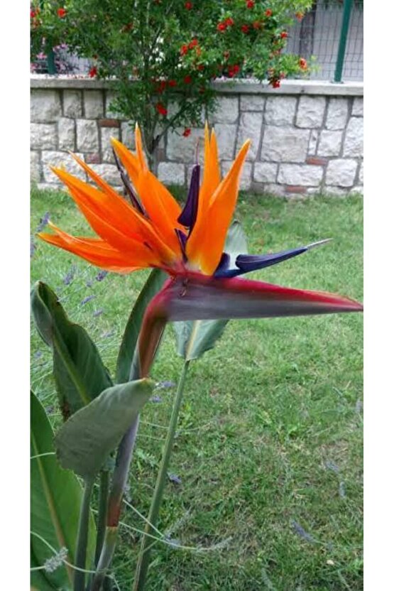 13 Litre Starliçe Cennet Kuşu Ekim ve Bakım Torfu