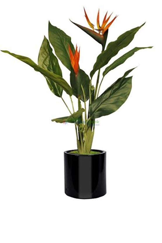 13 Litre Starliçe Cennet Kuşu Ekim ve Bakım Torfu