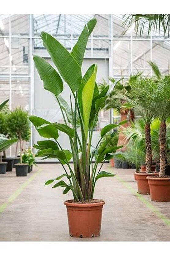 13 Litre Starliçe Cennet Kuşu Ekim ve Bakım Torfu