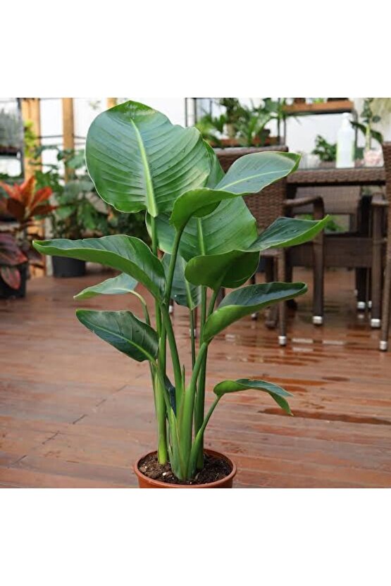 13 Litre Starliçe Cennet Kuşu Ekim ve Bakım Torfu