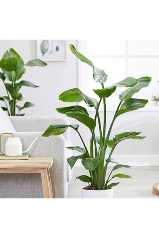 13 Litre Starliçe Cennet Kuşu Ekim ve Bakım Torfu