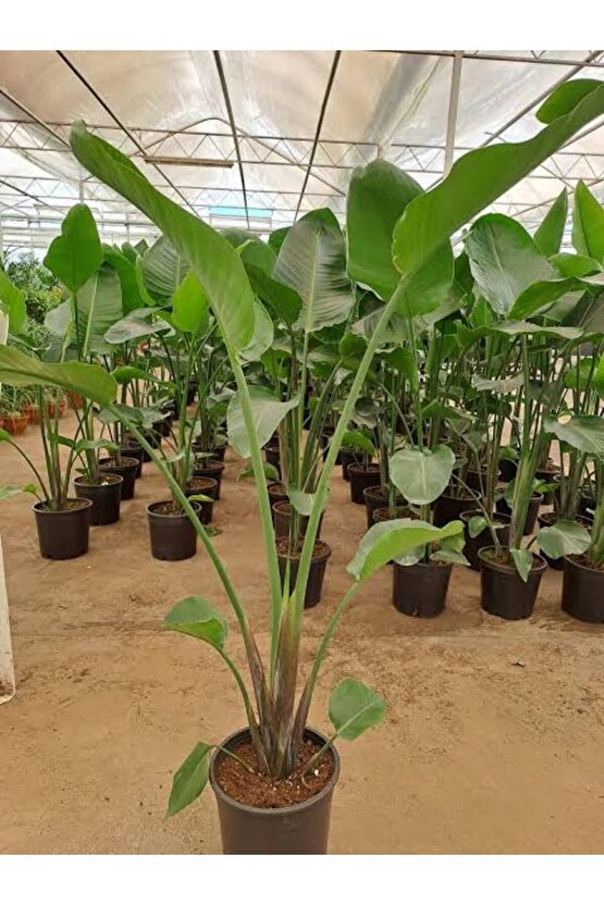 13 Litre Starliçe Cennet Kuşu Ekim ve Bakım Torfu