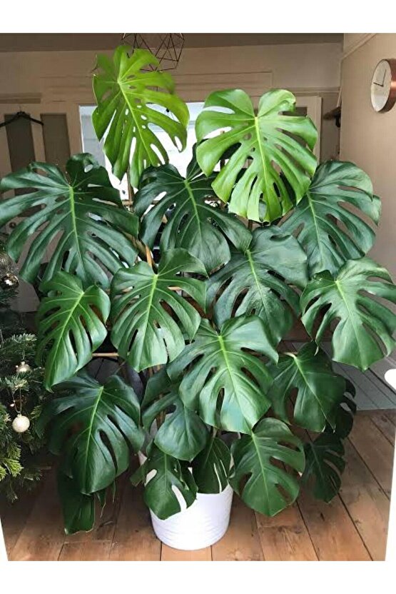 13 Litre Deve Tabanı Ekim ve Bakım Torfu