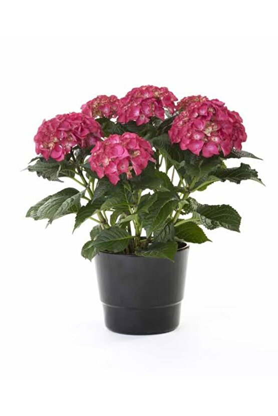 13 Litre Ortanca Çiçeği Ekim ve Bakım Torfu