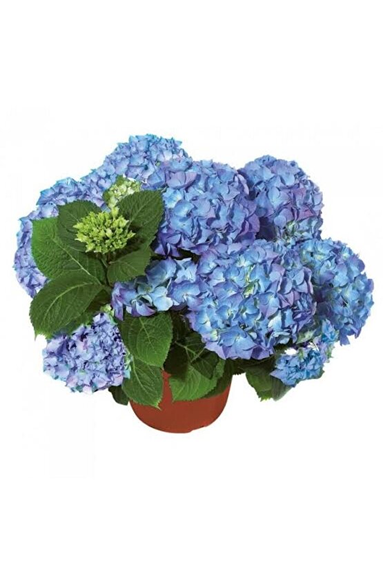 13 Litre Ortanca Çiçeği Ekim ve Bakım Torfu