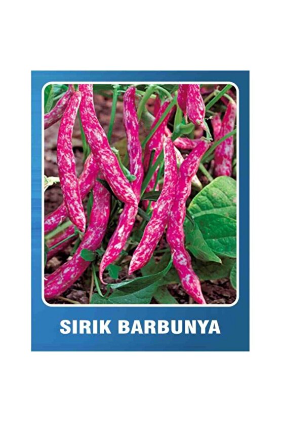 100 Adet Sırık Fasulye Barbunya Tohumu