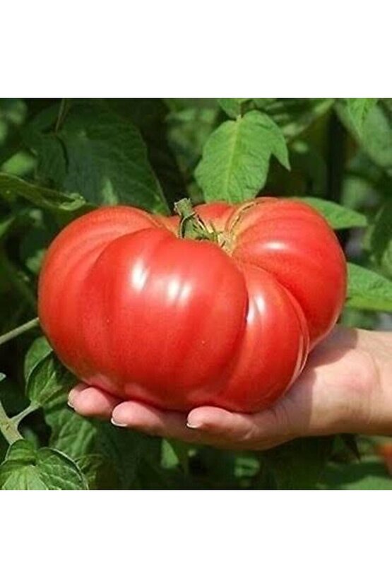 5000 Adet Köylü Domatesi Tohumu