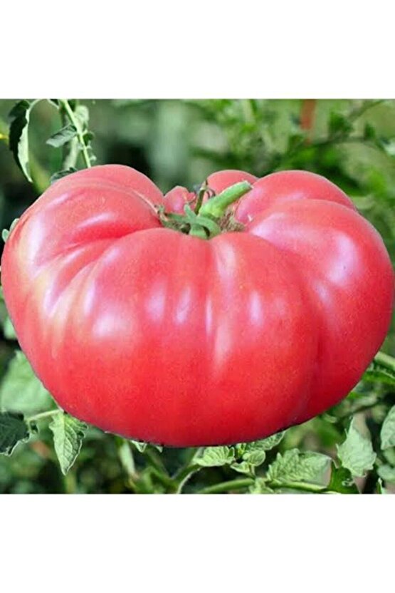 5000 Adet Köylü Domatesi Tohumu