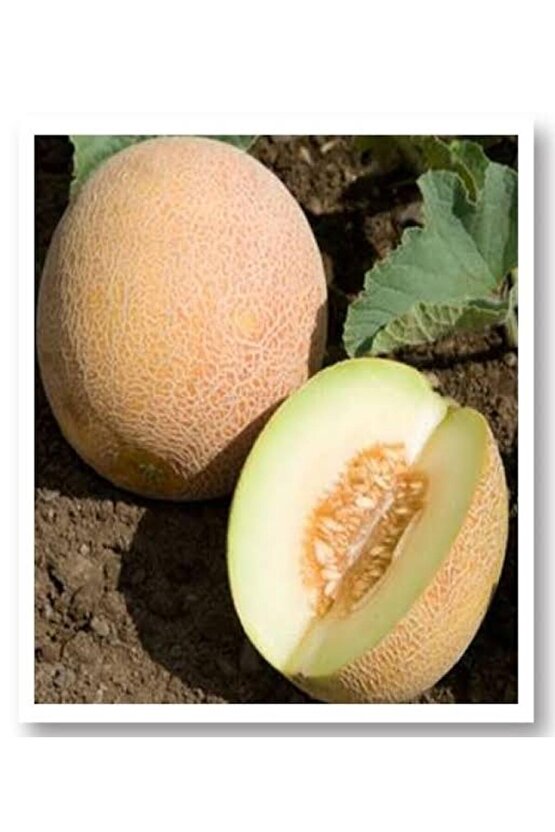 1000 Adet Karışık Cinste Köylü Kavunu Ata Tohumu