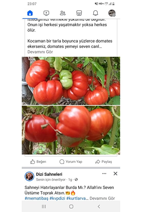 25 Adet Köylü Domatesi Tohumu