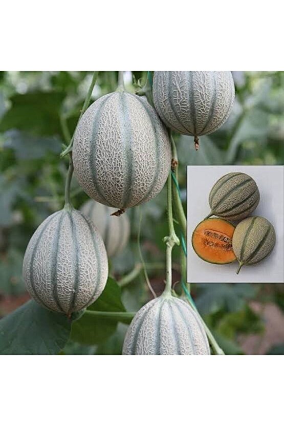 10 Adet Karışık Kavun Tohumu