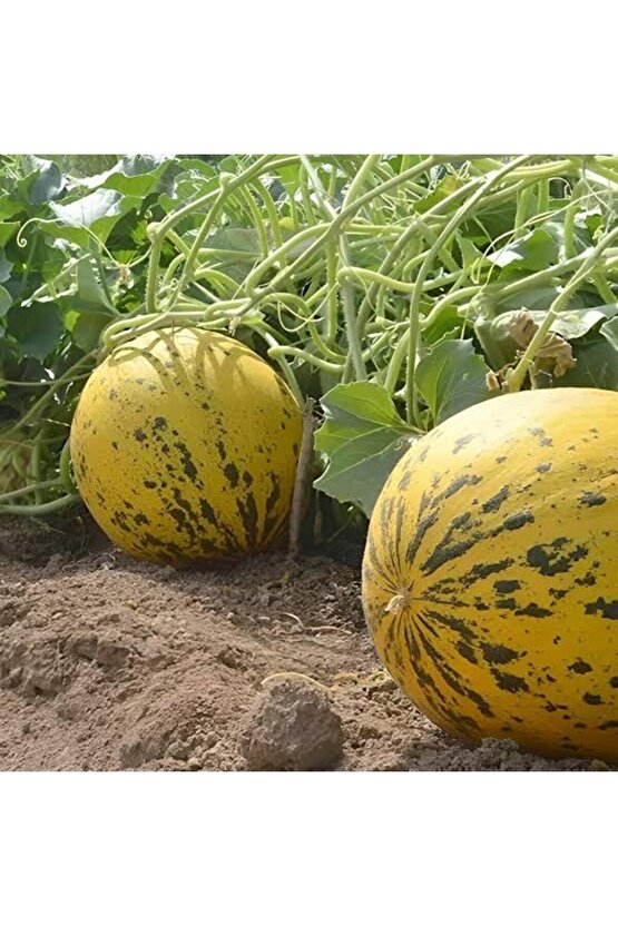 10 Adet Karışık Kavun Tohumu