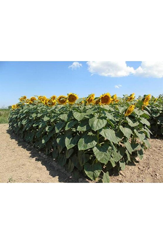200 Adet Dev Boylu İri Taneli Ayçiçeği Çekirdek Tohumu