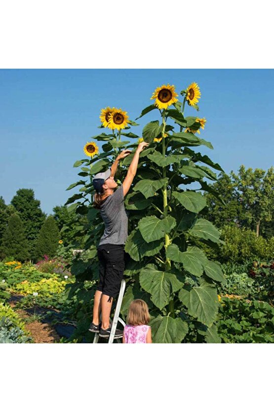 100 Adet İri Taneli Dev Boylu Ayçiçeği Tohumu