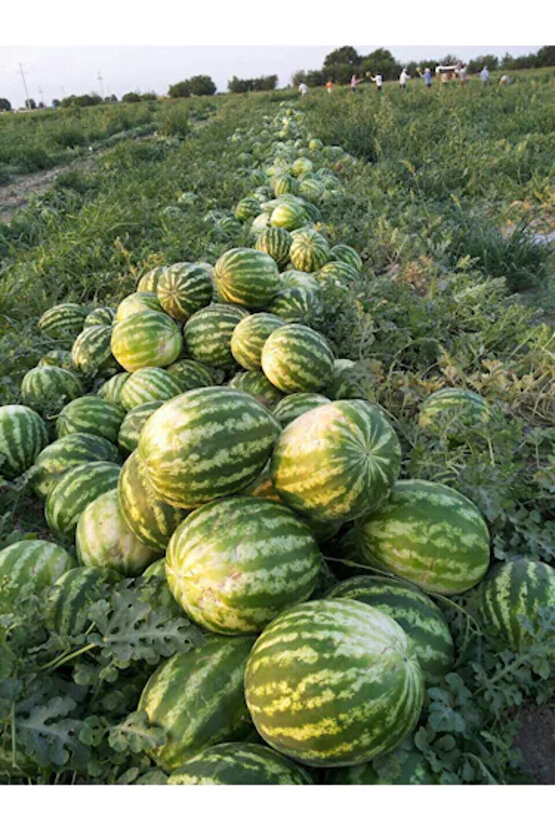 1200 Adet Köylü Karpuzu Ata Tohumu