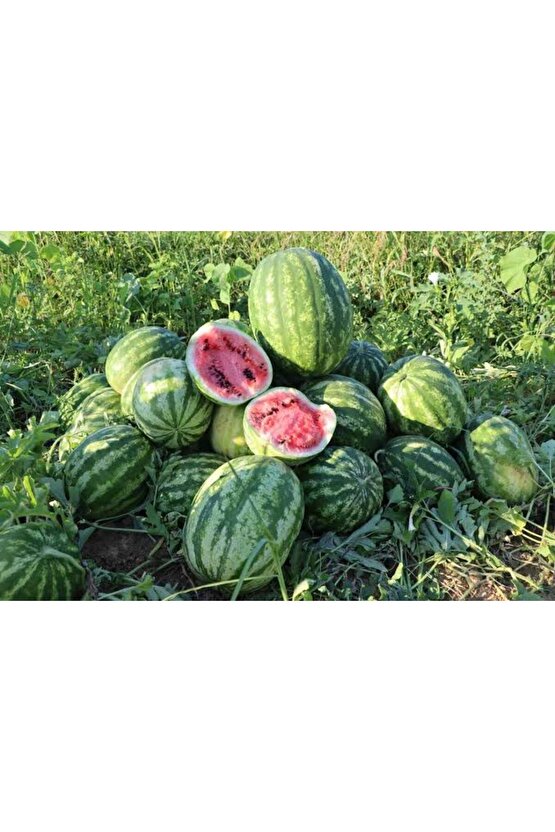 1200 Adet Köylü Karpuzu Ata Tohumu