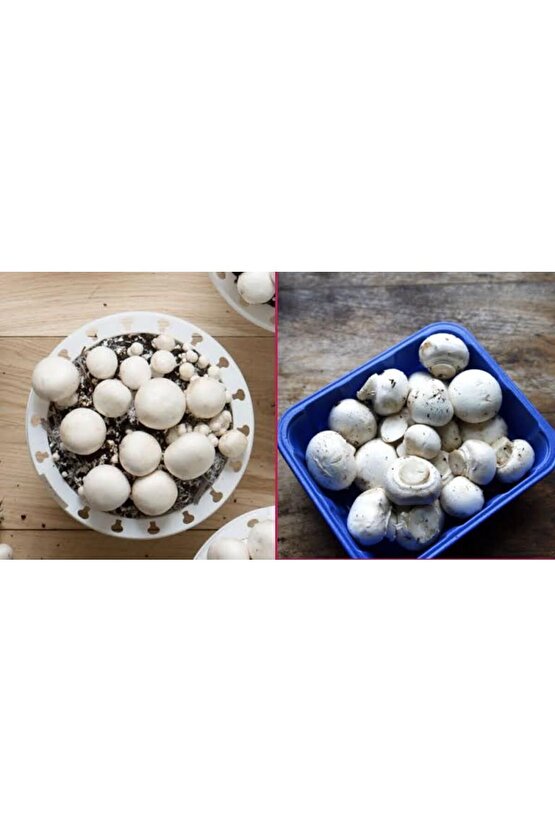 3000 Adet Kültür Mantarı Tohumu ve 13 Litre Mantar Ekim Torfu