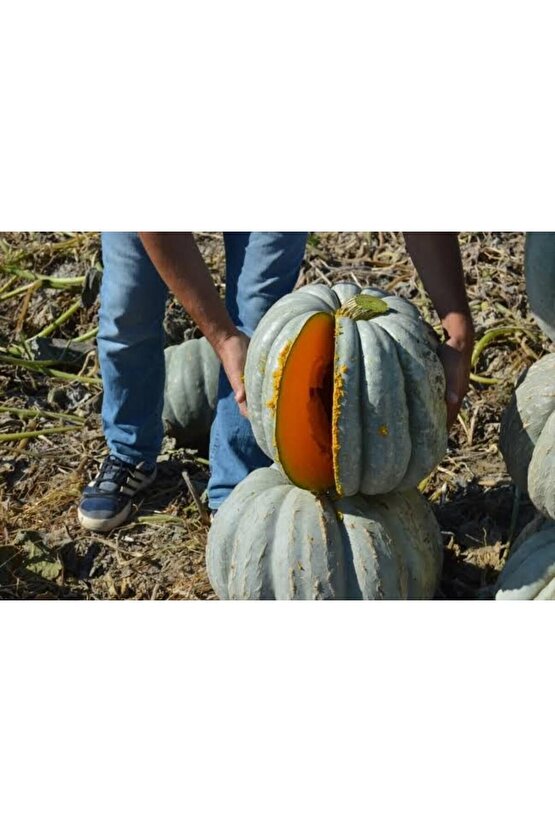 Dev Kestane Bal Kabağı Tohumu (1adet)