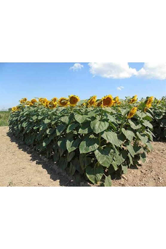 Iri Taneli Ayçekirdeği Tohumu (5ADET)