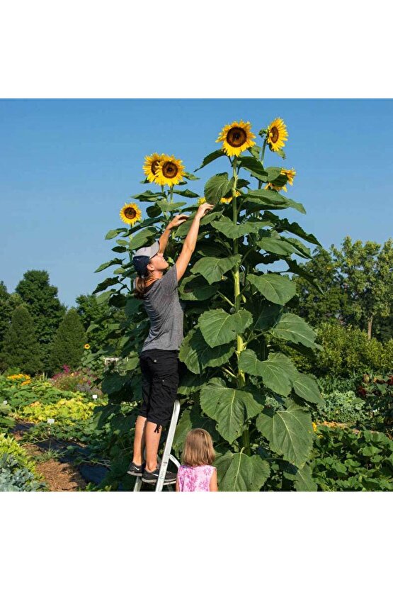 Dev Ayçiçeği Tohumu (5ADET)
