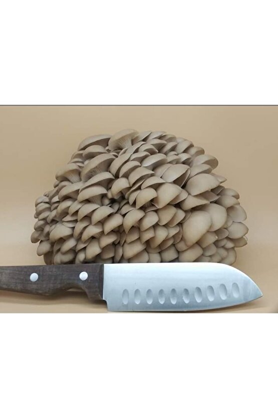 30.000 Adet Yazlık Kavak Mantarı Tohumu