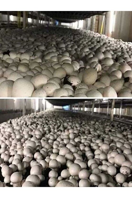 1 Gr Kültür Mantarı Tohumu Miseli