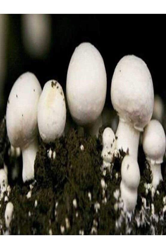 1 Gr Kültür Mantarı Tohumu Miseli