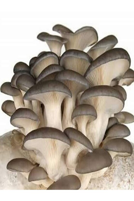 1 Gr Istiridye Kayın Kavak Mantarı Miseli Tohumu