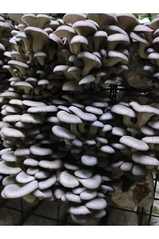 1 Gr Istiridye Kayın Kavak Mantarı Miseli Tohumu