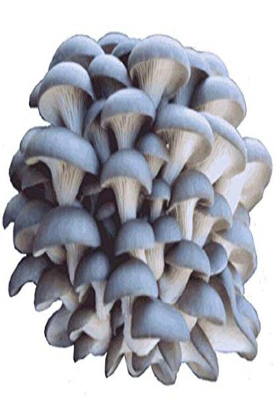 1 Gr Istiridye Kayın Kavak Mantarı Miseli Tohumu