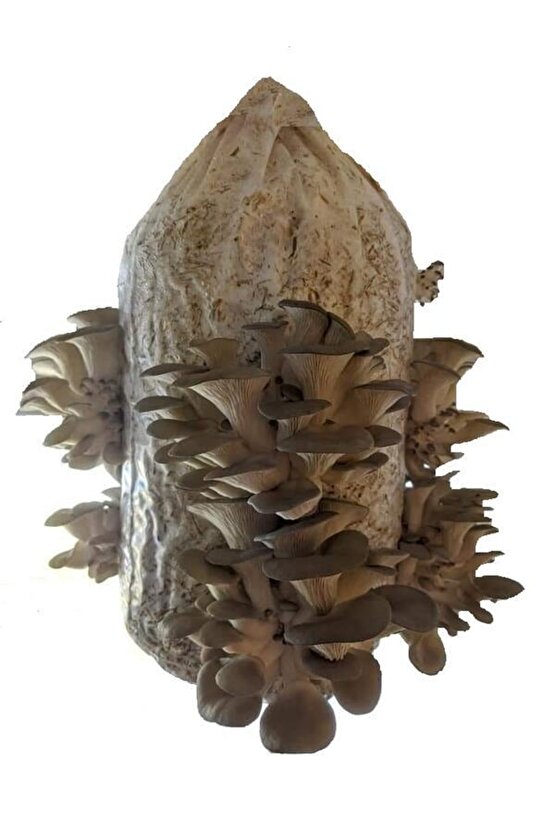 1 Gr Istiridye Kayın Kavak Mantarı Miseli Tohumu