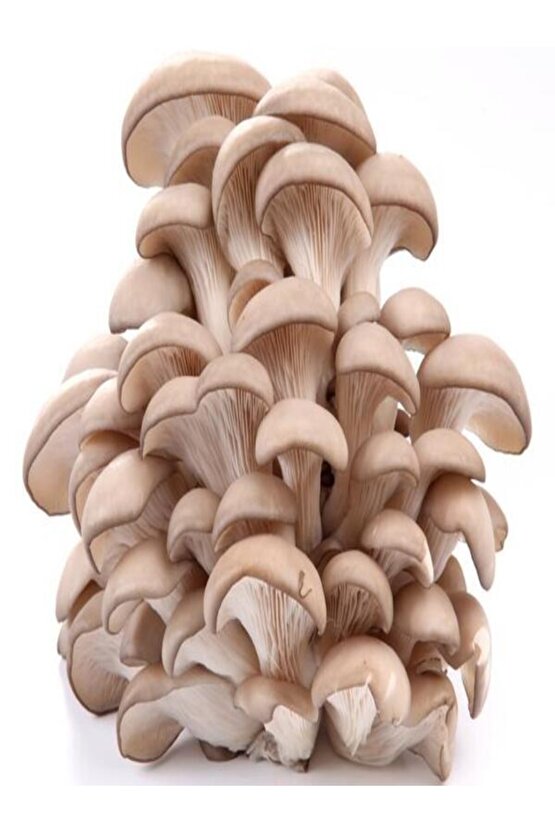 1 Gr Istiridye Kayın Kavak Mantarı Miseli Tohumu