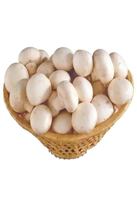 1 Gr Beyaz Şapkalı Kültür Mantarı Tohumu