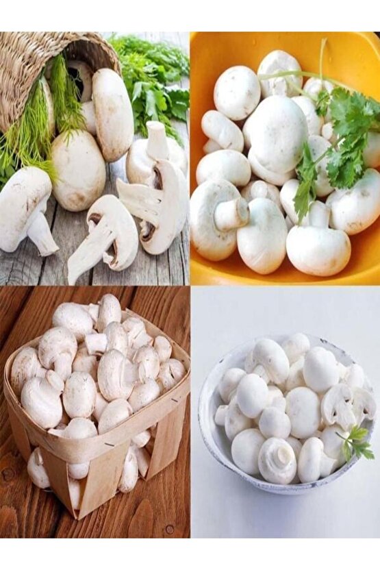 1 Gr Beyaz Şapkalı Kültür Mantarı Tohumu