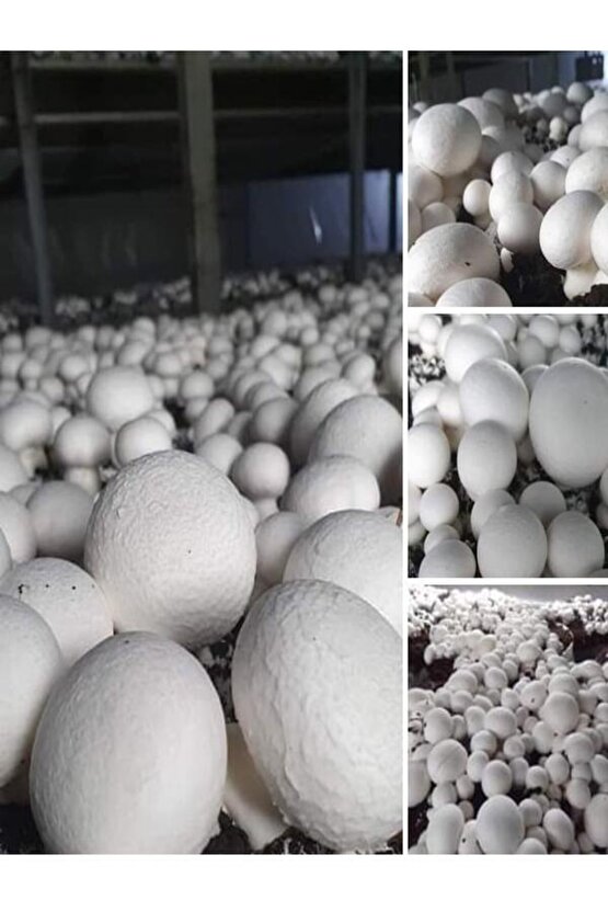 1 Gr Beyaz Şapkalı Kültür Mantarı Tohumu