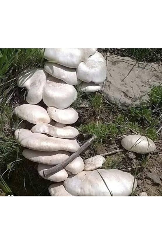 Kültür Mantarı Tohumu 3000 Adet + Eğitim Kılavuzu + Hediye Üzüm Fidanı Tohumu