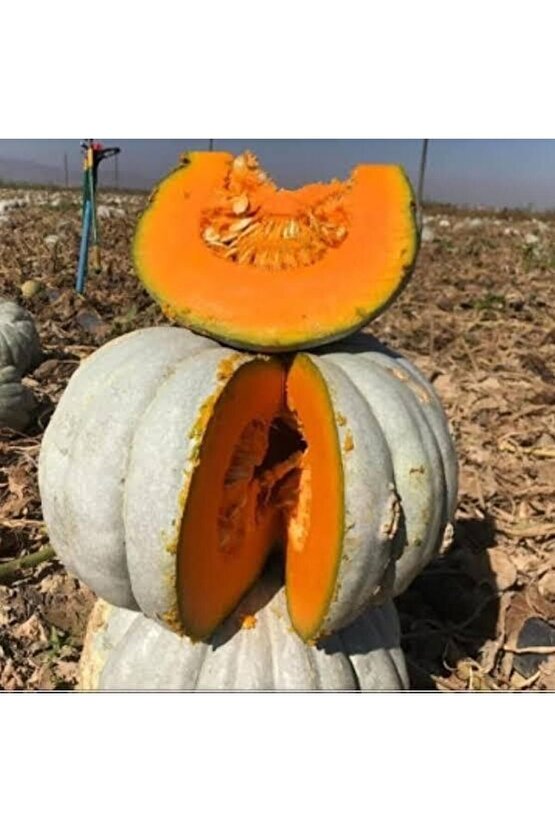 100 Adet Dev Kestane Bal Kabağı Tohumu