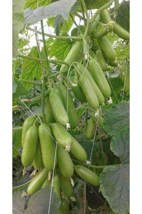 150 Adet Kabak Tohumu - Dolmalık Ve Kızartmalıkkabak