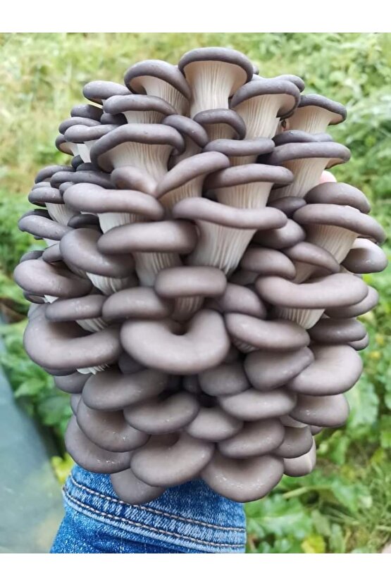 100 Ml Sıvı Istiridye Mantarı Tohumu Ve Eğitim Kılavuzu Ve Ekim Poşetleri