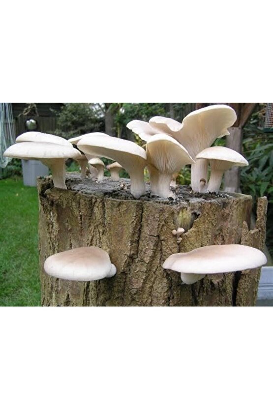 Ortalama 1000 Adet Kavak Mantarı Tohumu