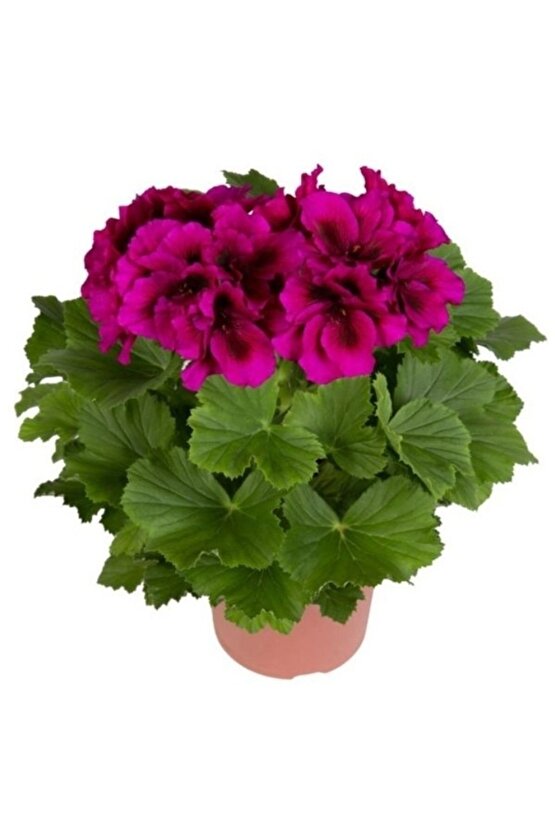 13 Litre Sardunya Çiçek Torfu