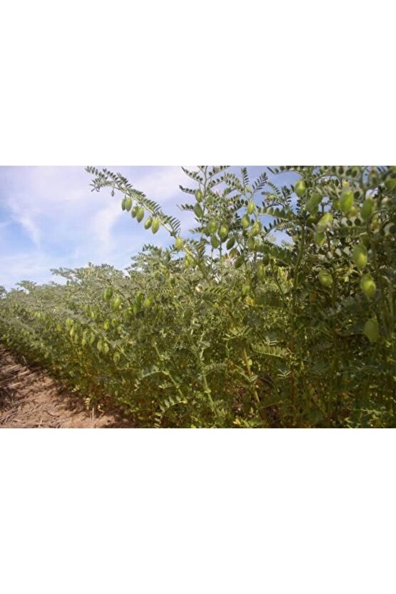 300 Adet Yeşil Yemelik Nohut Tohumu